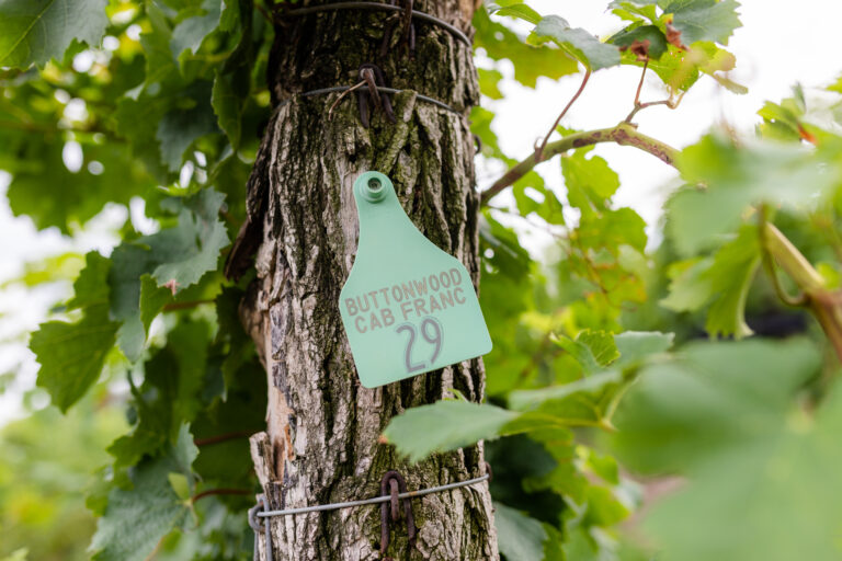 ブドウ畑からグラスへ：2024年、ニューヨークの「エピック」な収穫の内幕