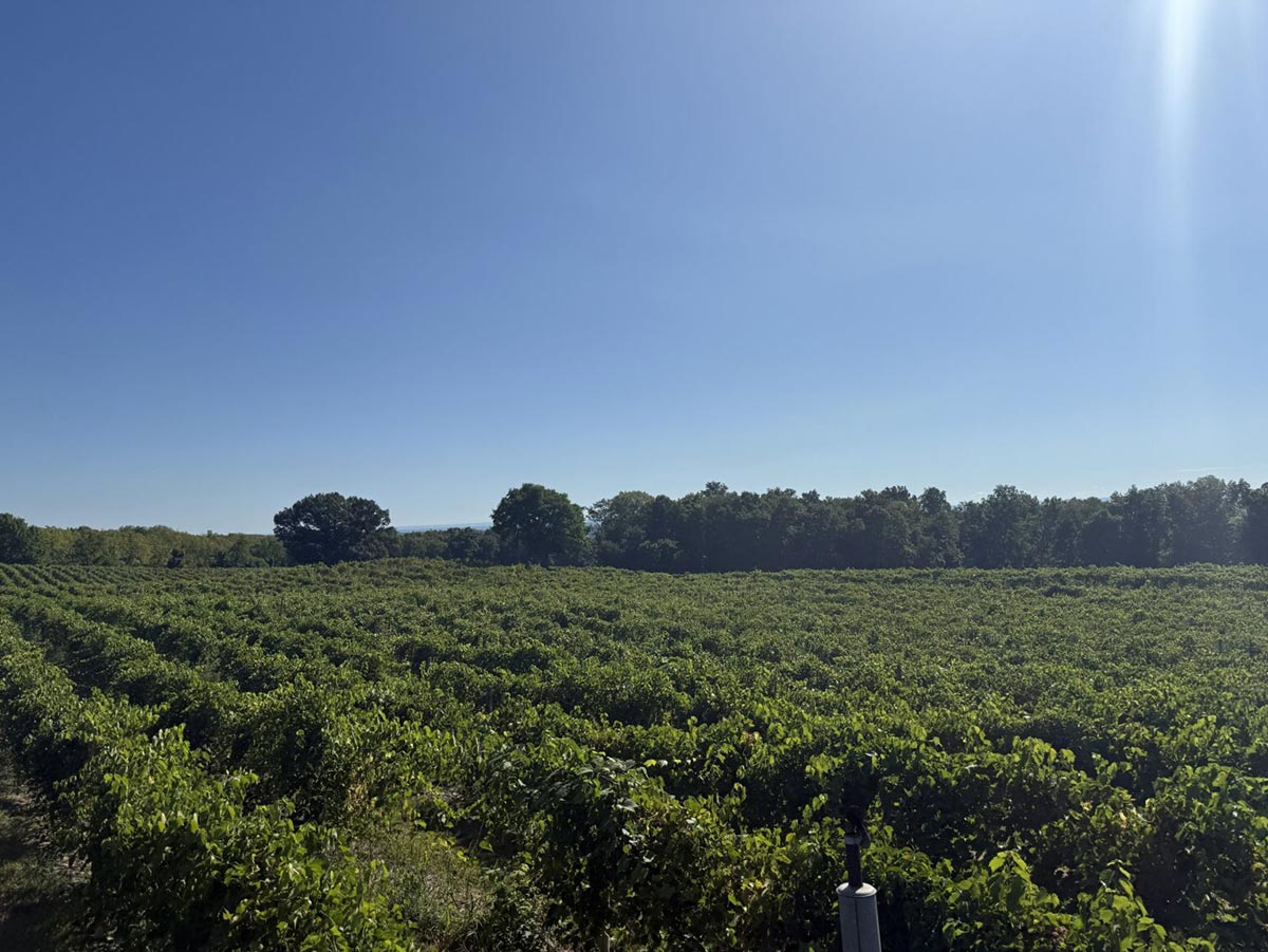 ニューヨーク州 ワイン畑