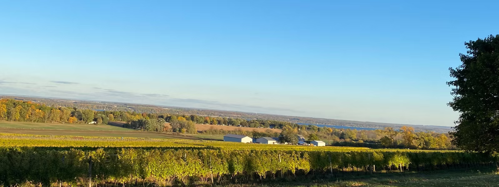 ニューヨークワイン　生産者