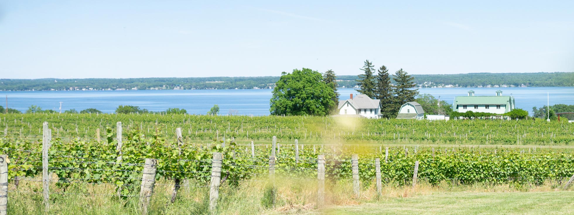 フォックス・ラン・ヴィンヤーズ