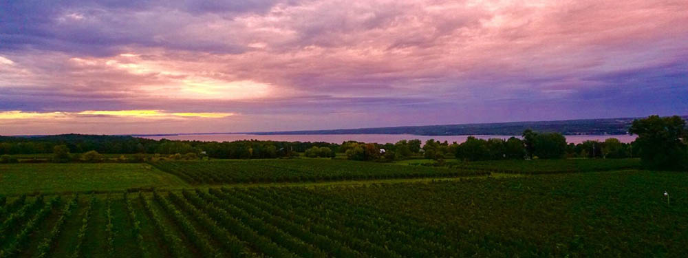 ニューヨークワイン　生産者